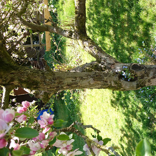 Apfelbaumblüte