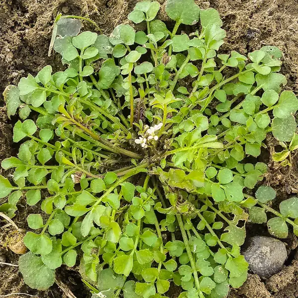 Behaartes Schaumkraut