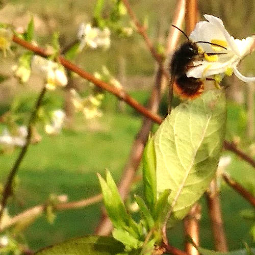 Apfelblüte mit Biene