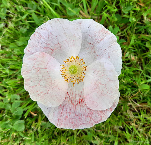 Mohn