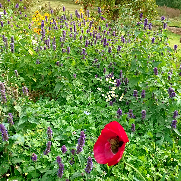 Blumenwiese