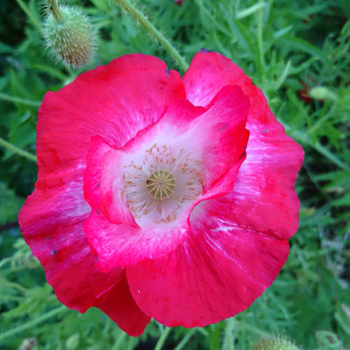 Klatschmohn