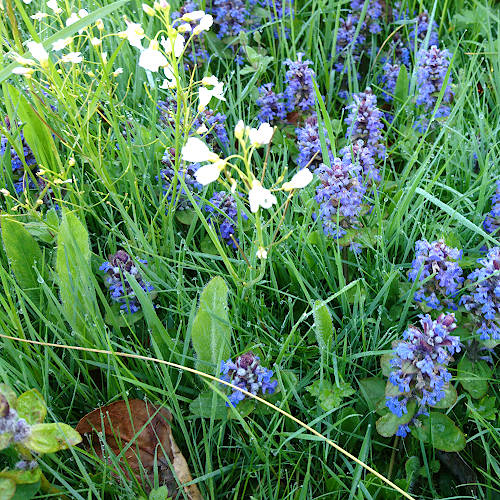 Kriechender G&uuml;nsel