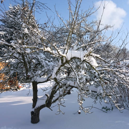 Apfelbaum mit Schnee