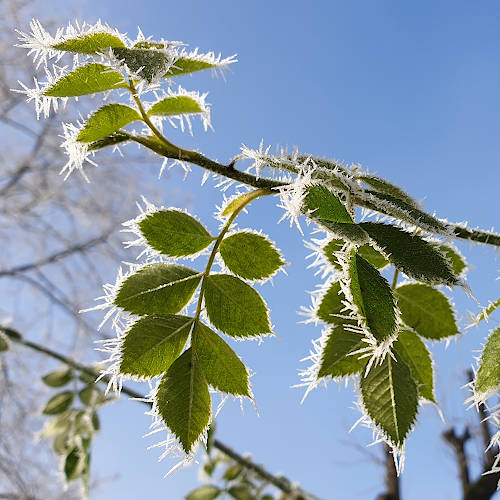 Esche mit Frost